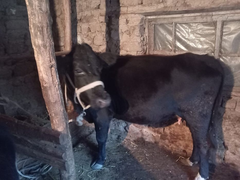 Продается корова