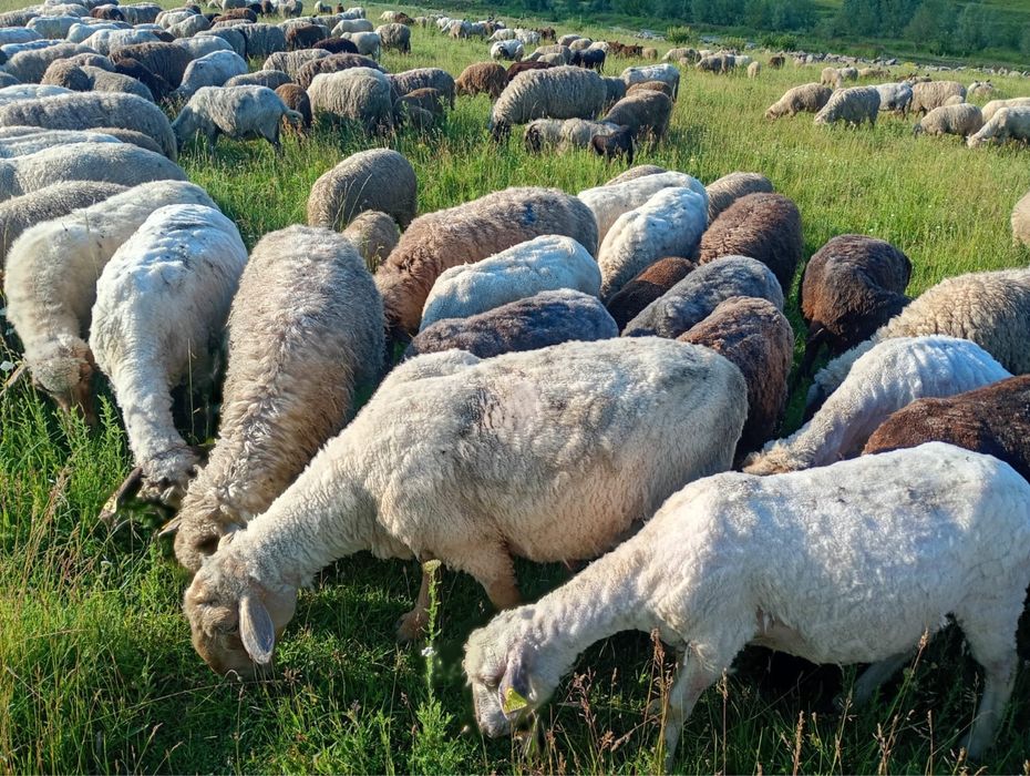 De vânzare – Turmă de oi