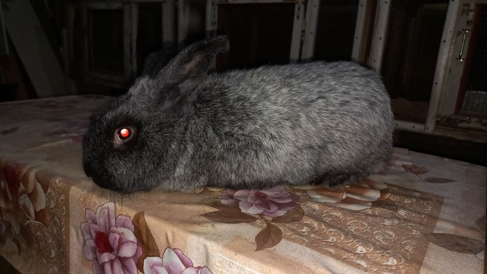 Полтавское серебро самец.