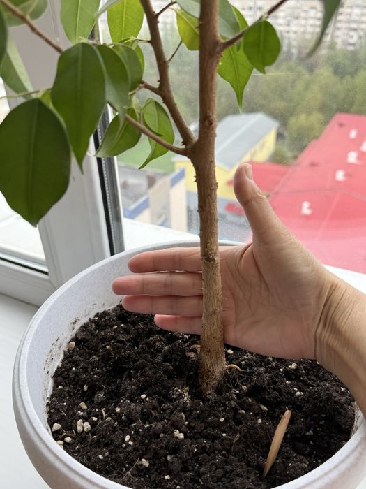 Фикус Бенджамина