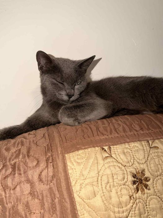 Dau spre adoptie pisica are 3 ani