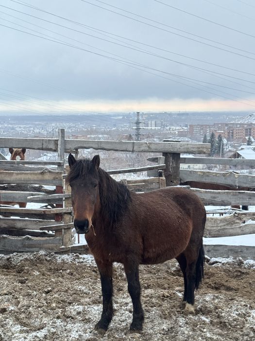 Продается Кобыла жеребая