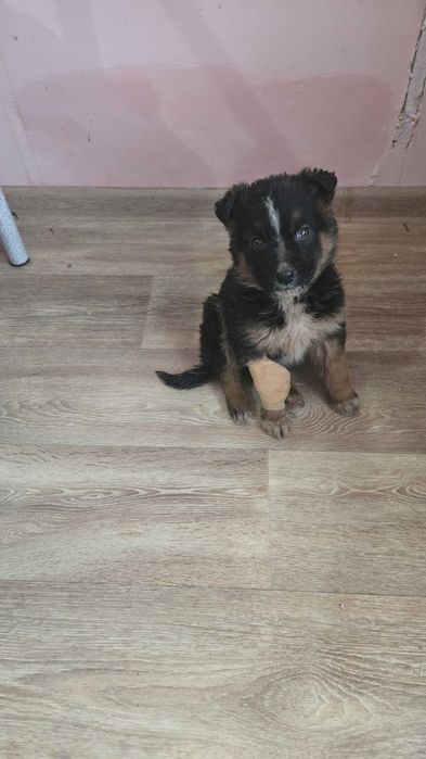 Щенки  девочки добрые руки