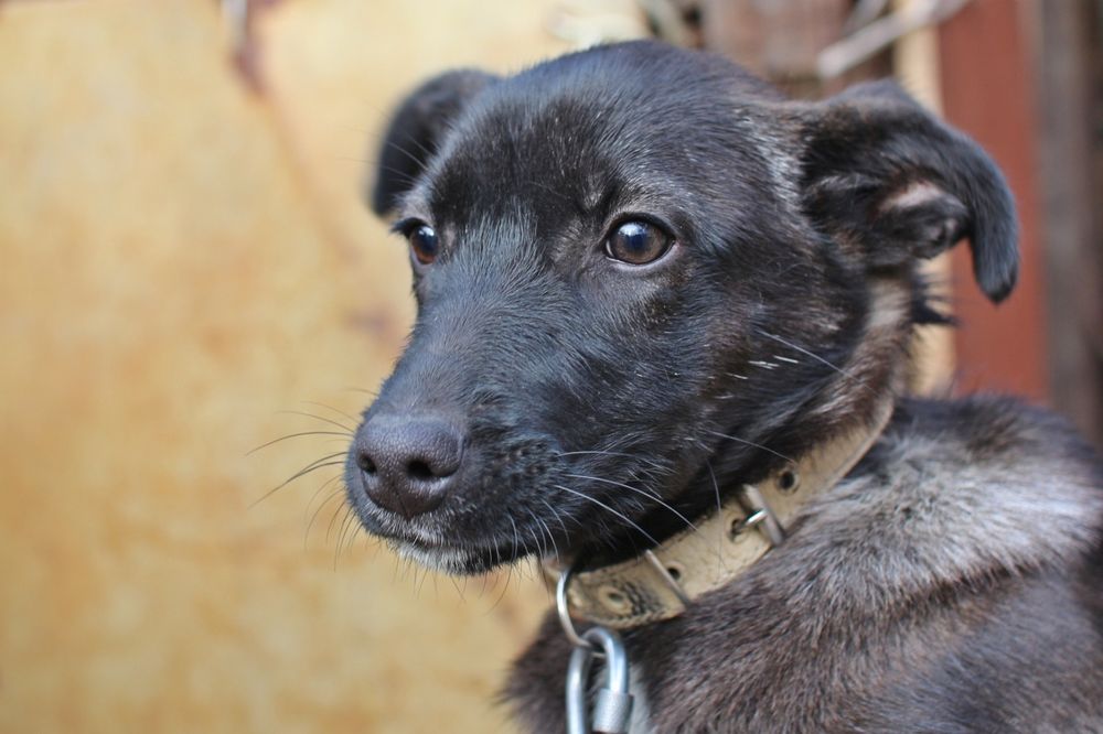 Отдам в добрые руки