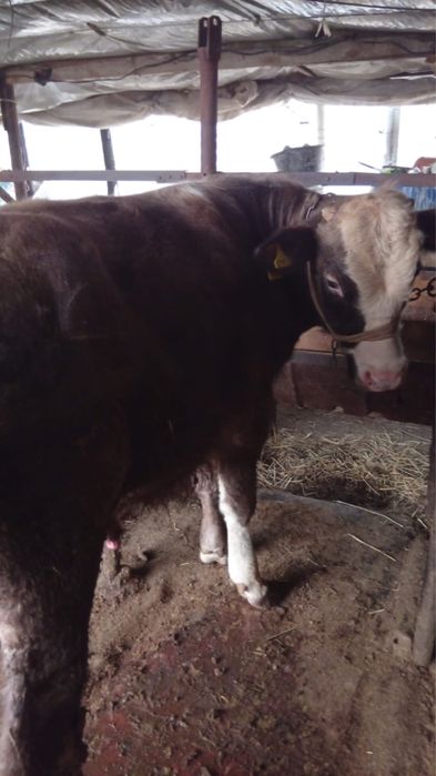 Быки домашние.