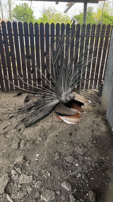 Păun Albastru matur – Superb (Vând sau Schimb cu Păuniță Albă)