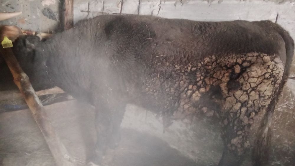 Бұқалар сатылады