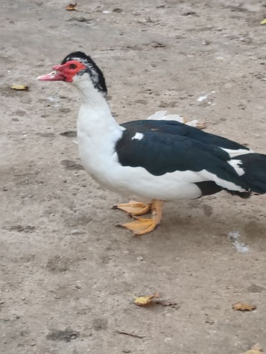 Vând 3 rățoi crescuți bio