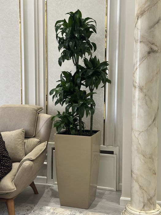 Растения оптом и в розницу по лучшей цене для офисов в горшках