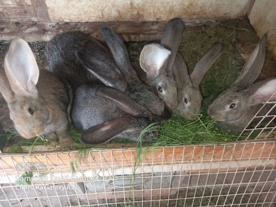 Продаётся кролчата