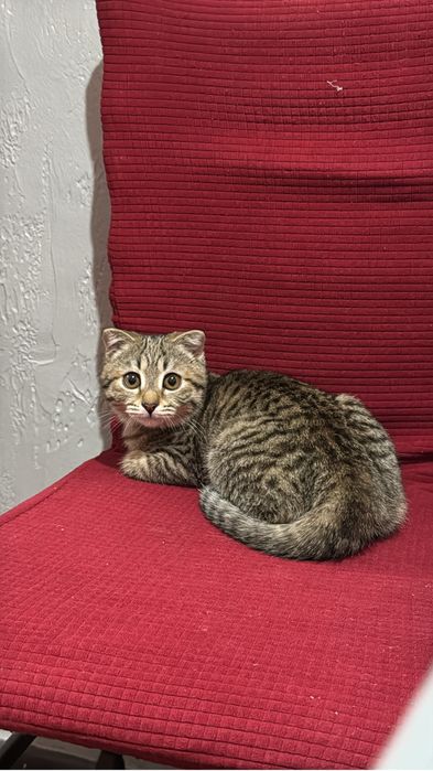 Продается вислоухая кошка