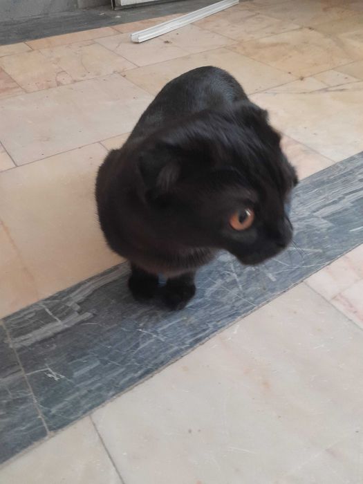 Отдам кошку в добрые руки