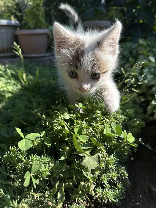 Котята девочки в добрые руки