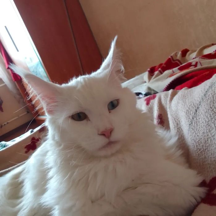 Ищем девочку для вязки для парня Мейнкун