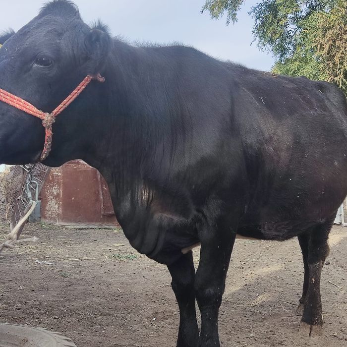 Корова продажа срочно