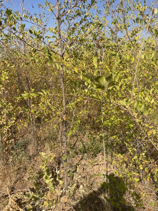 Карағаш, карагач