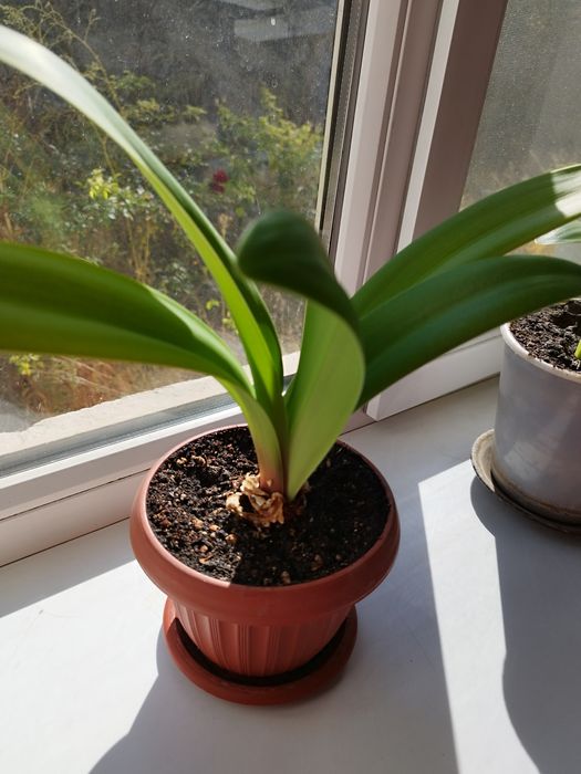 Продам два комнатных цветка