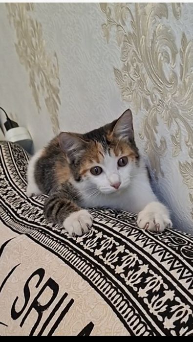 Забавная котенок дружелюбная Глаша в добрые руки!