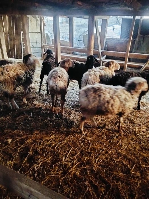 Продаю тохты 9 голов