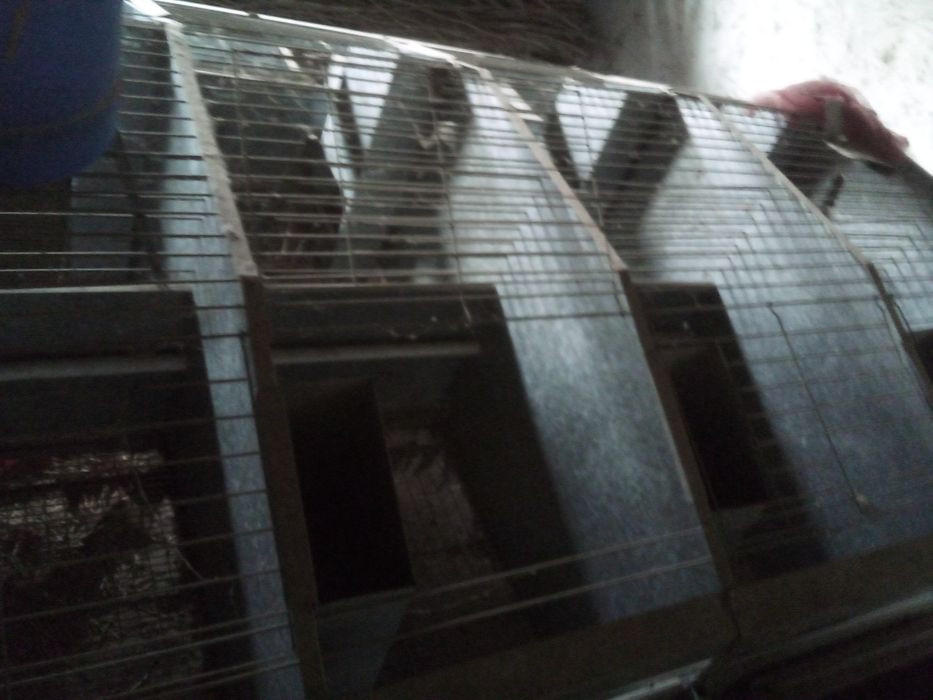 Quyon uchun qafaslar bor. Kletka. Zamonaviy quyon qafasi. 3 mln so‘m