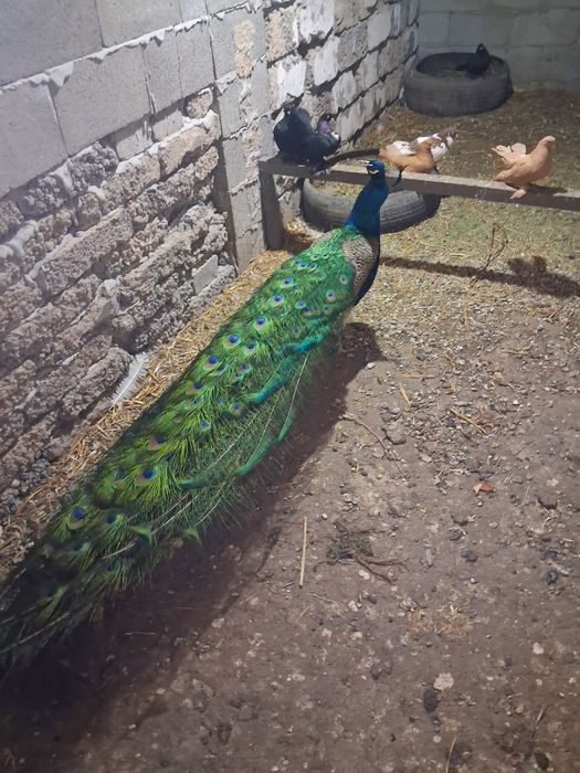 Срочно продам индийского самца павлина