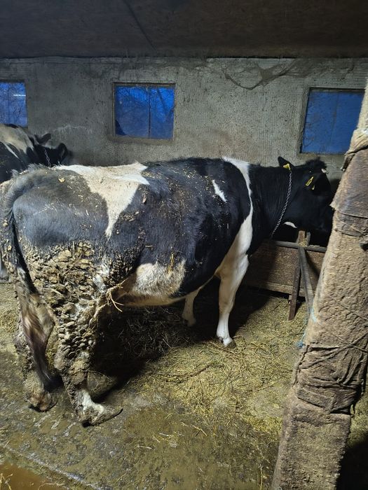 Vaca gestanta tanara