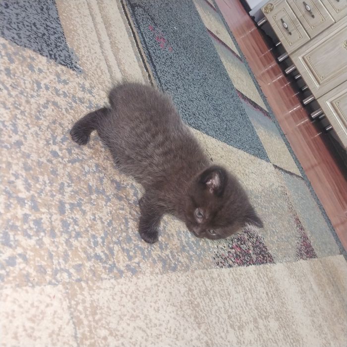 Катенки отдам даром