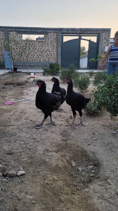 Кора товуклар.   Qora tovuqlar