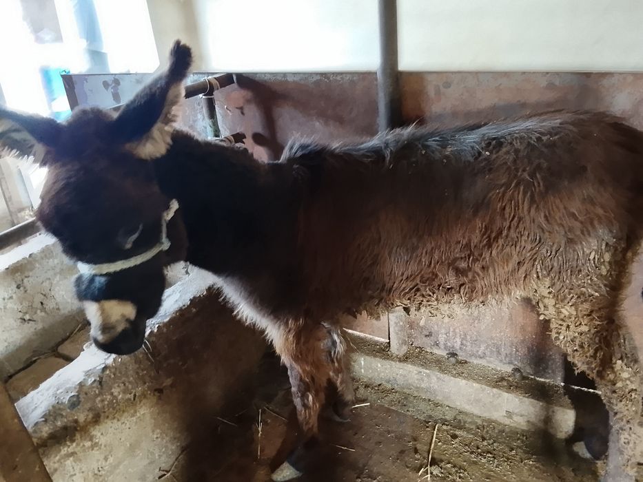 Продаётся ишак за 15000 тг