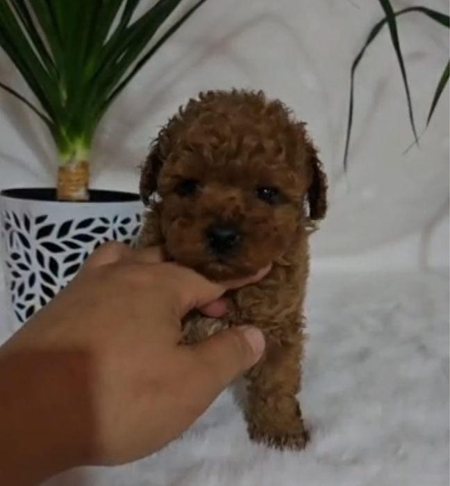 Продам щенков той и карликовых пуделей