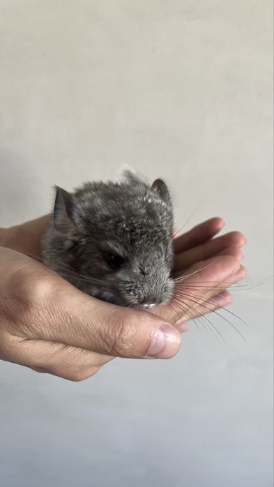 Маленькие шиншиллы