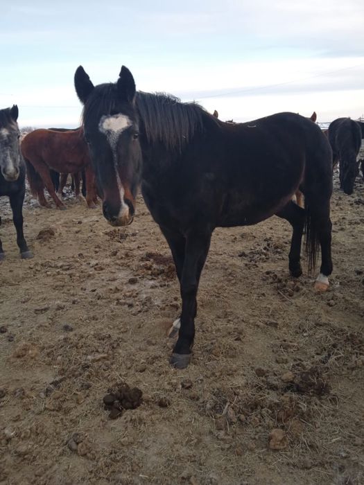 Продаются лошади