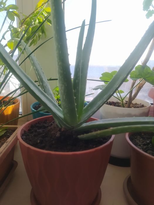 Продам алоэ вера.