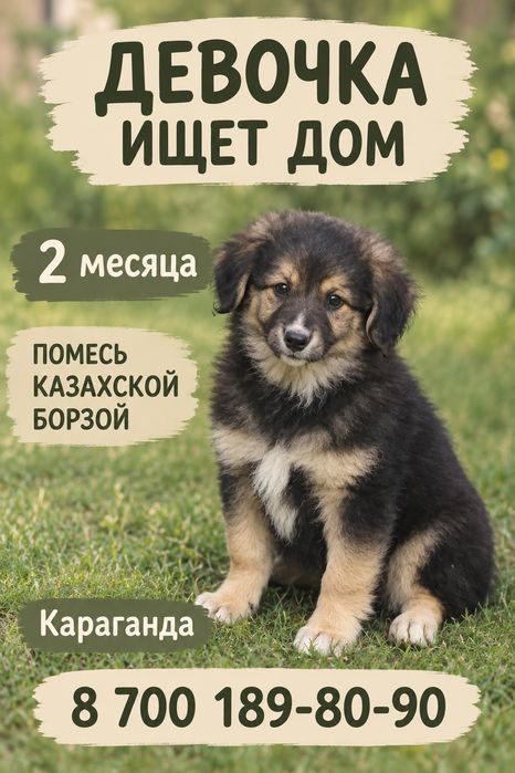 Отдам щенка девочку возраст 2,5 месяца. Привезу бесплатно. Стерилизаци