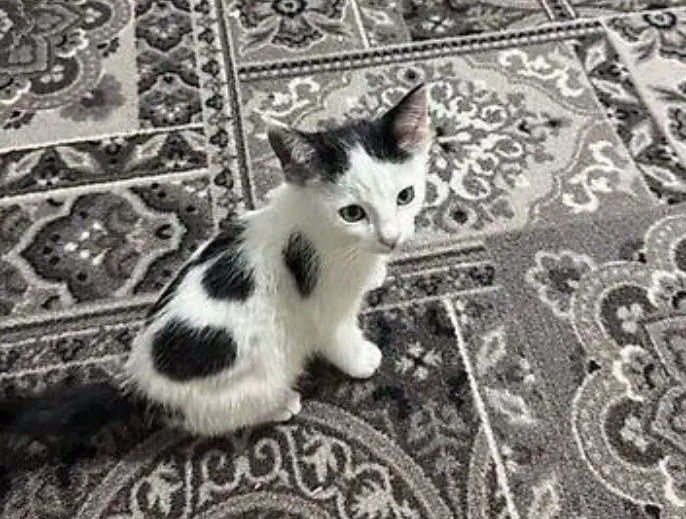 Бесплатно отдам котят
