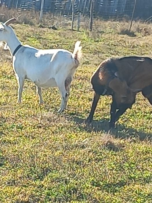 Capre de vanzare șaten și alpine