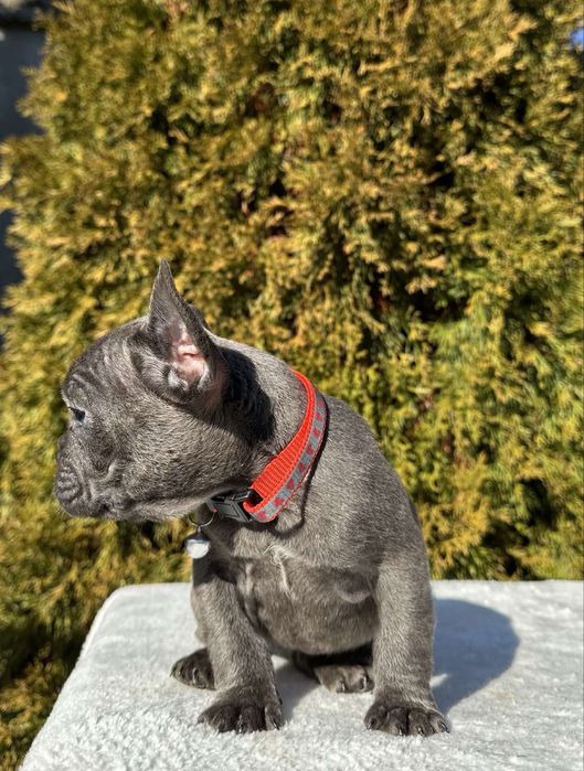 Френски Булдог French Bulldog Blue