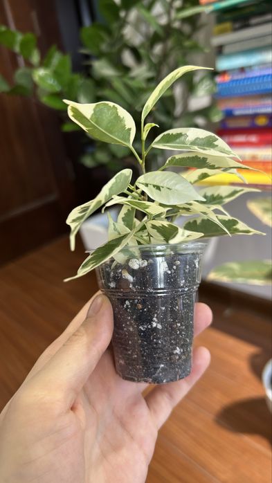 Фикус бенджамина твилайт