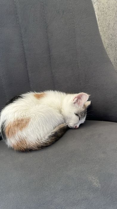 Отдам котенка бесплатно