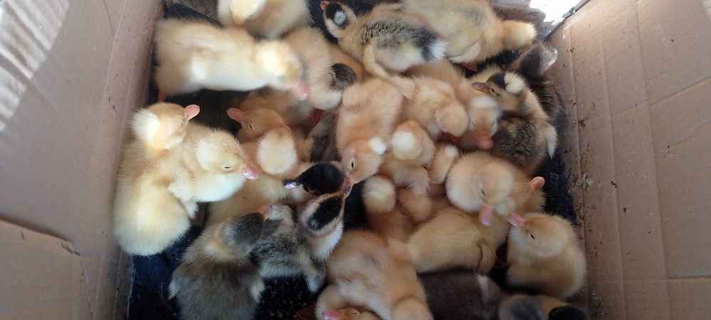 Ratuște rasa ouătoare