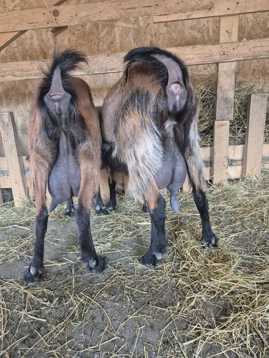 Vand capre pentru lapte