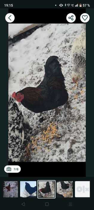 Cocoși  tineri 2025