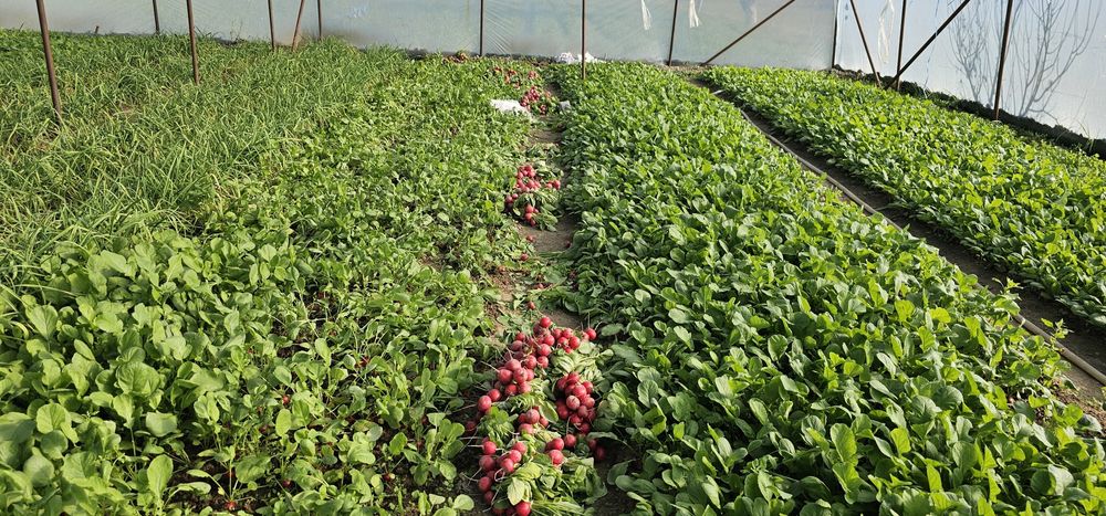 Редиска сотилади