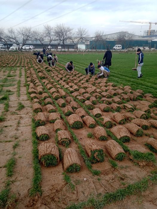 Газон тайор рулонлари ландшафт арча  садовник богбон хизмати