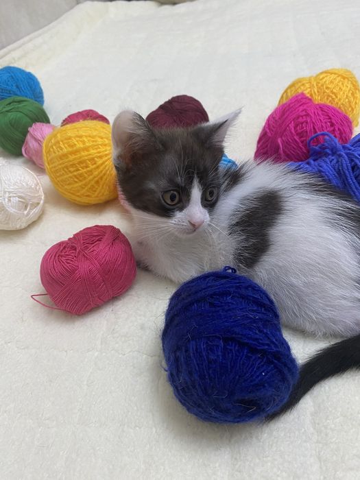 Котята два мальчика, одна девочка,  окрас далматинец)