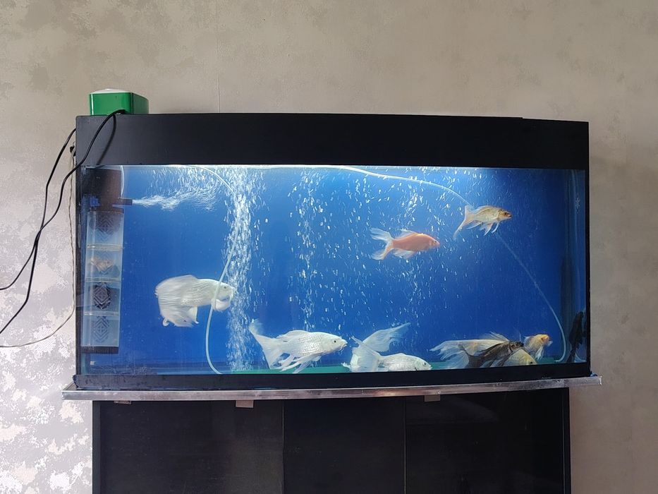 Akvarium Аквариум Рыбы комплект