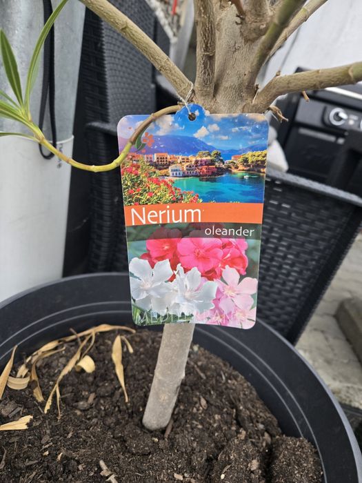 Planta Oleandru pentru terase sau gradina