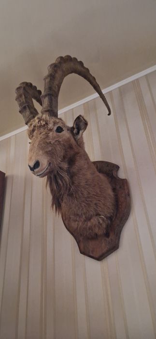 Чучело горного козла (архара)