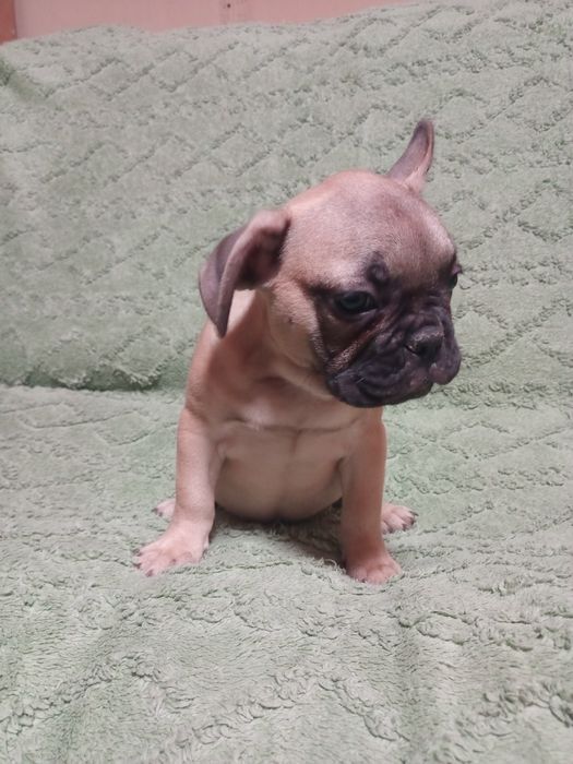 Щенки французского бульдога