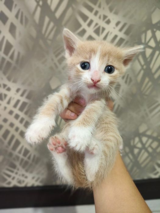 Котята домашние бесплатно